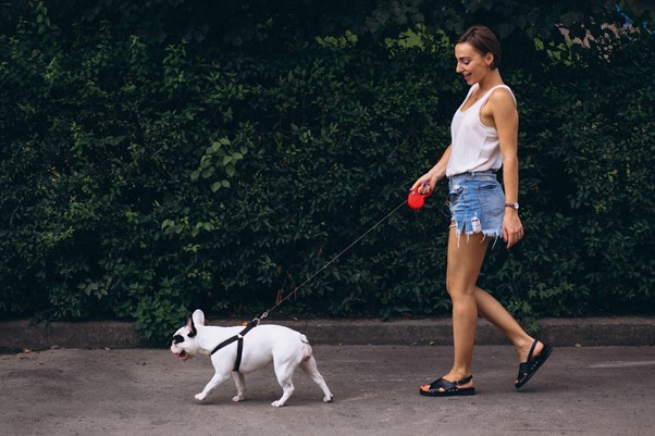 Kaip teisingai pasirinkti petnešas šunims?