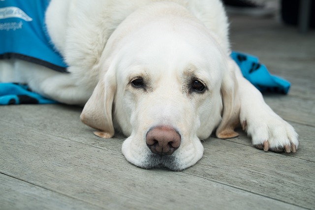 Veterinarijos vaistinė Kaune atskleidžia su kokiomis sveikatos problemos dažniausiai susiduria šunys